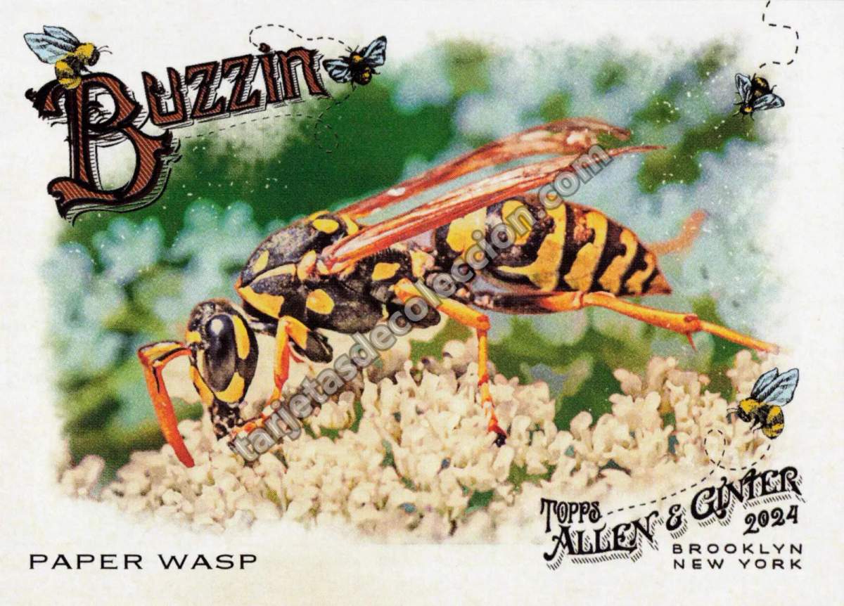 2024 Topps Allen & Ginter Buzzin Paper Wasp #BUZ-14